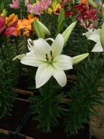 [4080 Sotara VH No101.JPG]